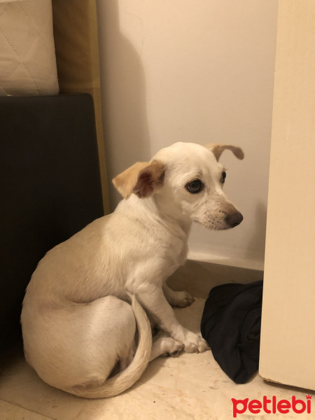 Chihuahua, Köpek  Adını Siz koyun fotoğrafı