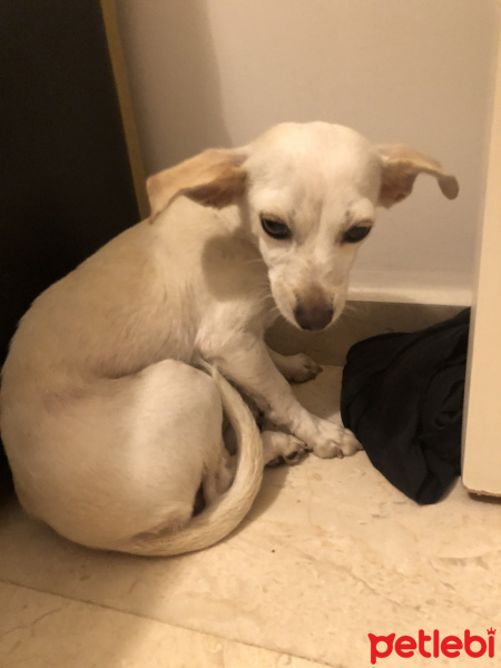 Chihuahua, Köpek  Adını Siz koyun fotoğrafı