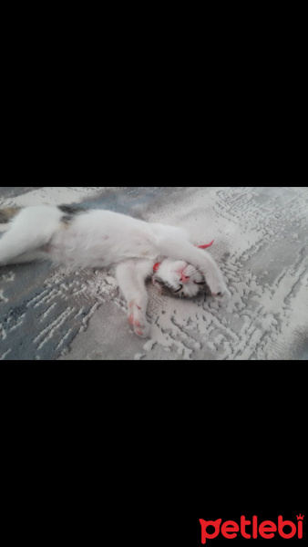 Tekir Kedi, Kedi  Mia fotoğrafı
