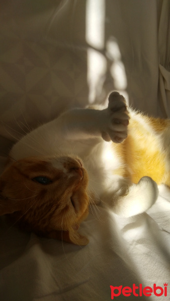Sarman, Kedi  Karamel fotoğrafı
