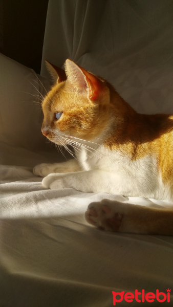 Sarman, Kedi  Karamel fotoğrafı