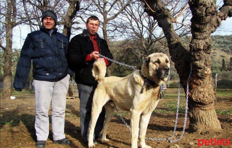 Kangal, Köpek  kangal fotoğrafı