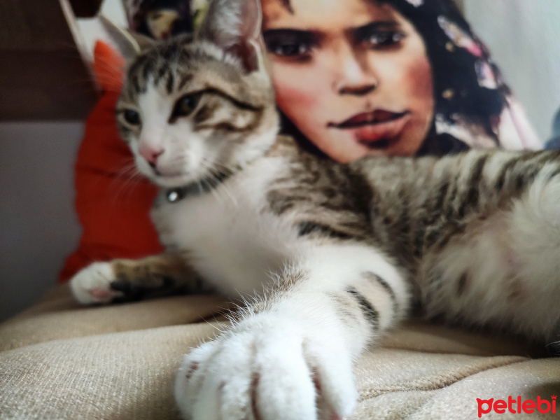 Tekir Kedi, Kedi  şuküfe fotoğrafı
