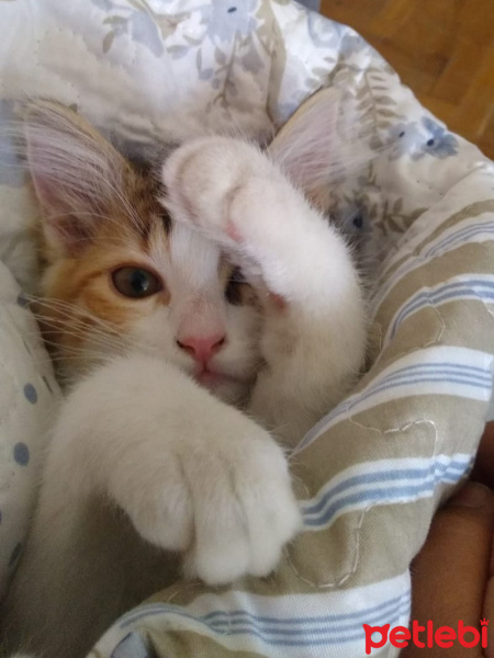 Tekir Kedi, Kedi  Masraf fotoğrafı