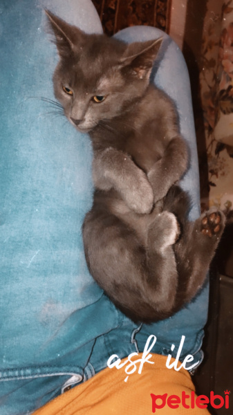 Mavi Rus, Kedi  Safinaz fotoğrafı