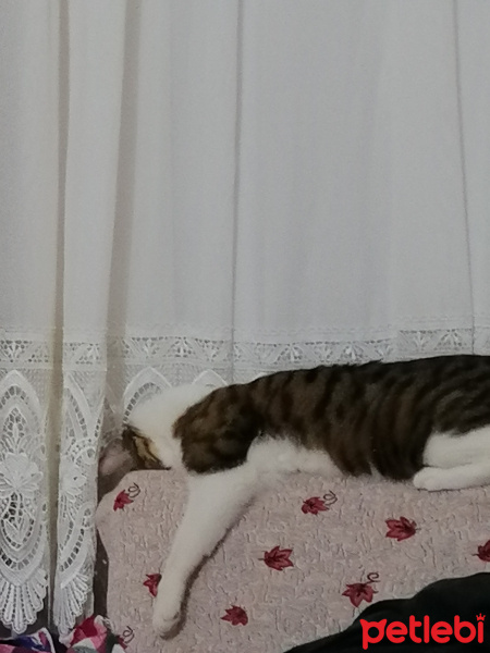 Tekir Kedi, Kedi  Mars fotoğrafı