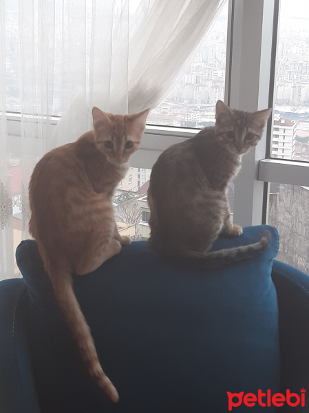 Tekir Kedi, Kedi  ayşe.ve deniz fotoğrafı