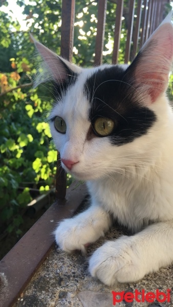 Tuxedo (Smokin) Kedi, Kedi  Sütlaç fotoğrafı