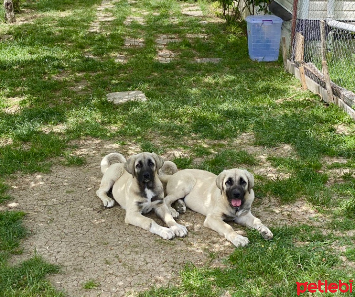 Kangal, Köpek  Pablo fotoğrafı