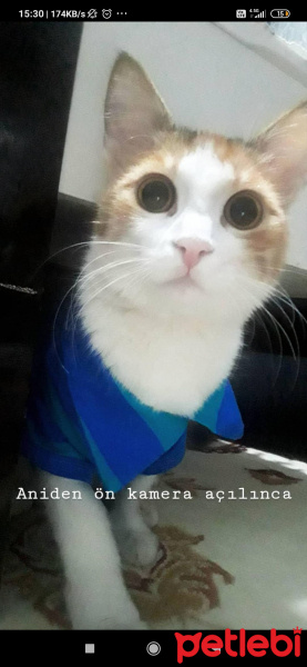 Tekir Kedi, Kedi  Lila fotoğrafı