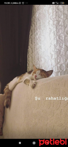 Tekir Kedi, Kedi  Lila fotoğrafı