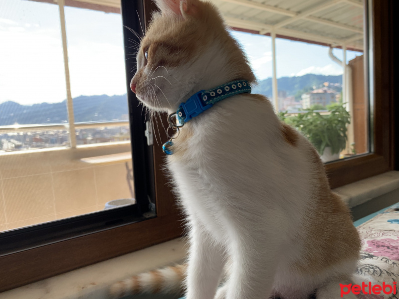 Tekir Kedi, Kedi  Iceberk fotoğrafı