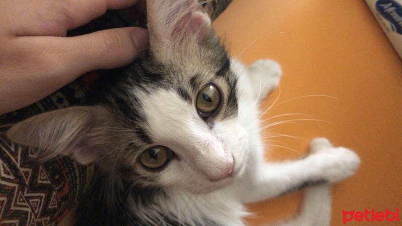 Tekir Kedi, Kedi  Boldi fotoğrafı