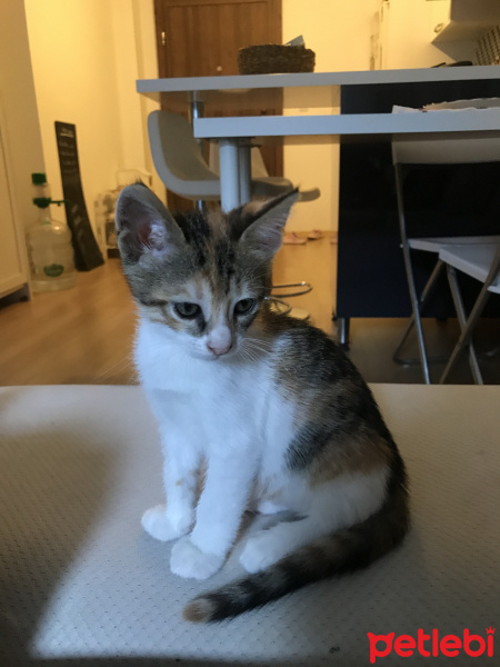 Tekir Kedi, Kedi  Maya fotoğrafı