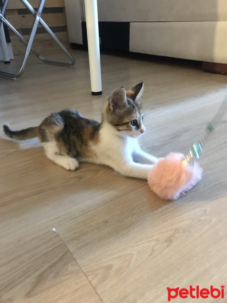 Tekir Kedi, Kedi  Maya fotoğrafı