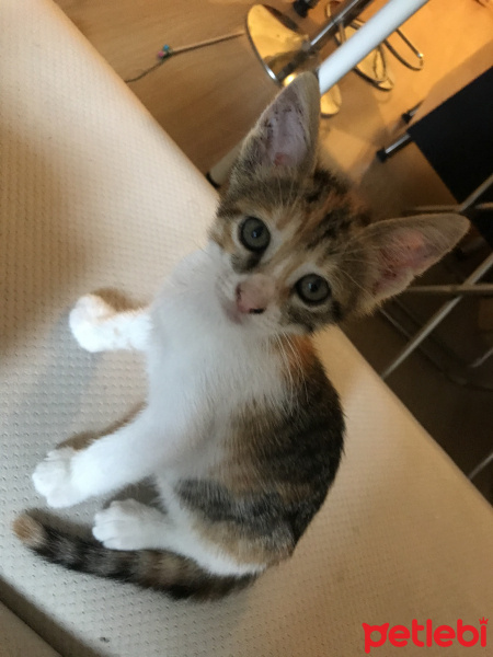 Tekir Kedi, Kedi  Maya fotoğrafı