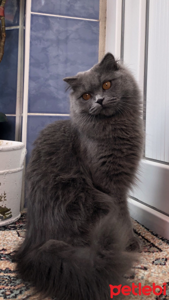 British Shorthair, Kedi  Barry fotoğrafı