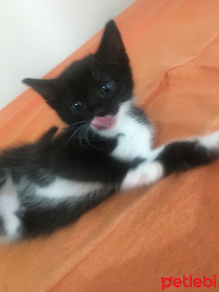 Tekir Kedi, Kedi  Şerbet fotoğrafı