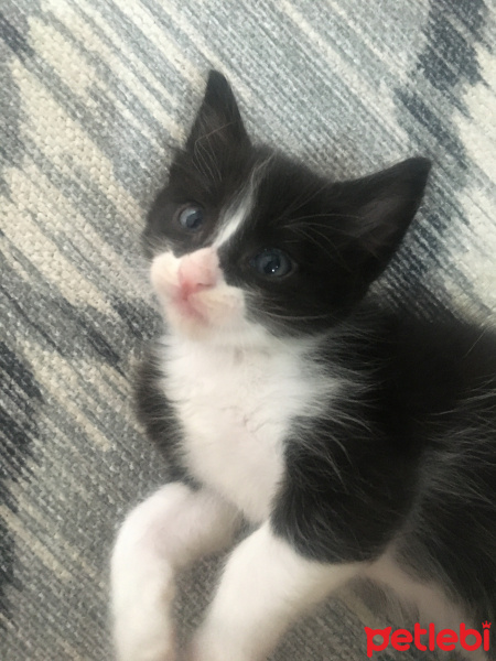 Tekir Kedi, Kedi  Şerbet fotoğrafı