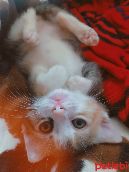 Tekir Kedi, Kedi  Saski fotoğrafı