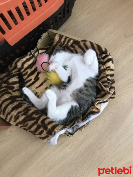 Tekir Kedi, Kedi  Saski fotoğrafı