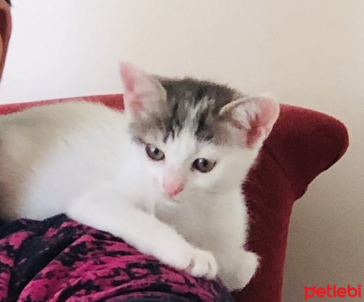 Van Kedisi, Kedi  Lubia fotoğrafı