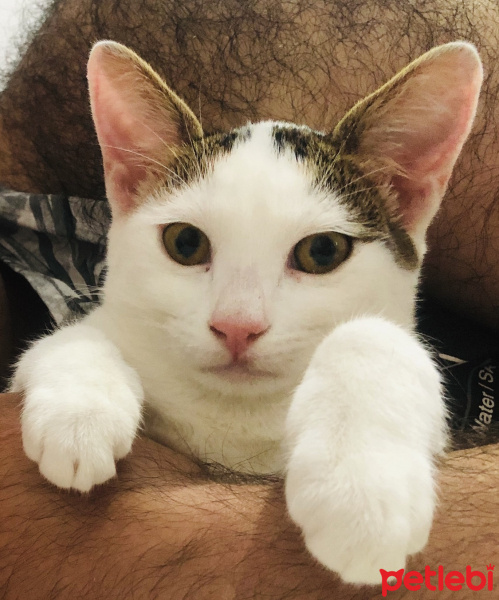 Van Kedisi, Kedi  Lubia fotoğrafı