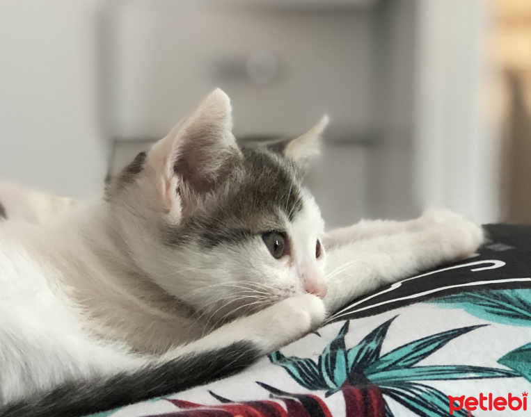 Van Kedisi, Kedi  Lubia fotoğrafı