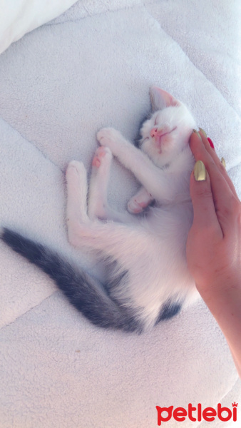 Van Kedisi, Kedi  Lubia fotoğrafı