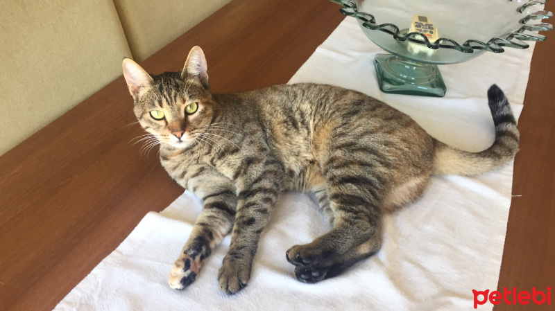 Bombay, Kedi  Nala fotoğrafı