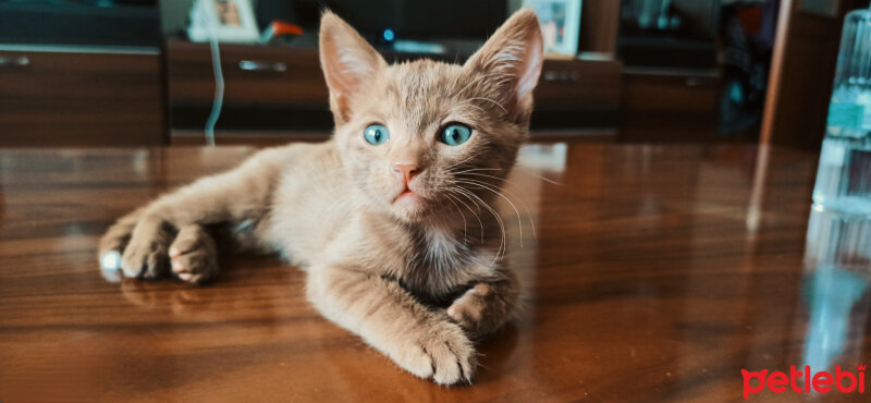 Tekir Kedi, Kedi  Latte fotoğrafı