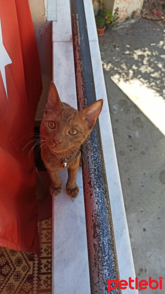 Tekir Kedi, Kedi  Latte fotoğrafı