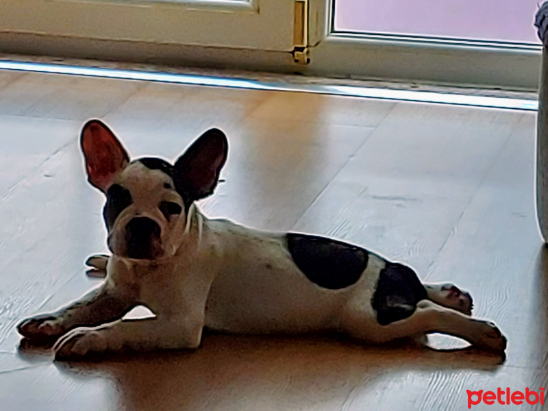 Fransız Bulldog, Köpek  Tostos fotoğrafı