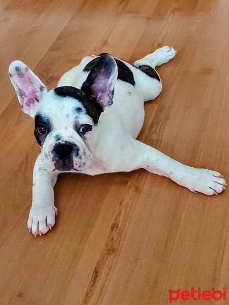 Fransız Bulldog, Köpek  Tostos fotoğrafı
