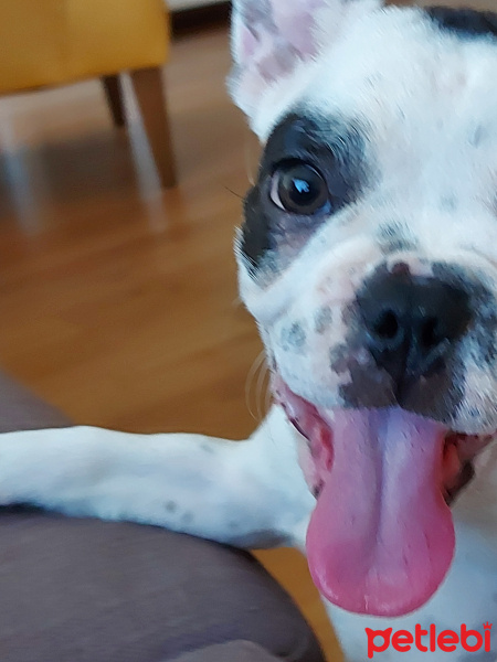 Fransız Bulldog, Köpek  Tostos fotoğrafı