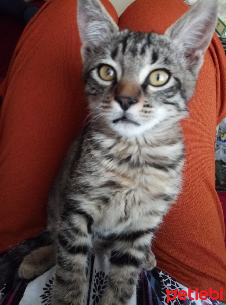 Tekir Kedi, Kedi  Sütten yeni kesilmiş yavru sokağa dönmesin fotoğrafı