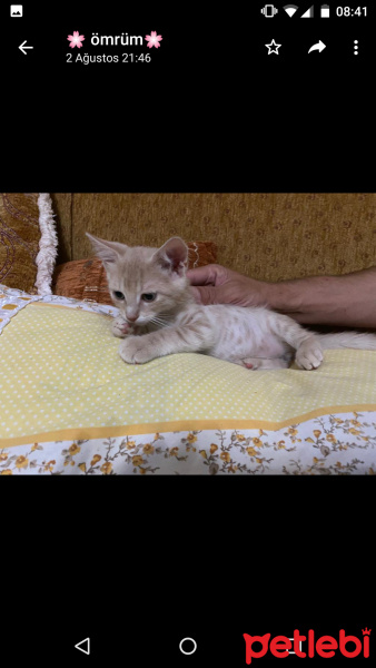 Tekir Kedi, Kedi  Kuzular fotoğrafı