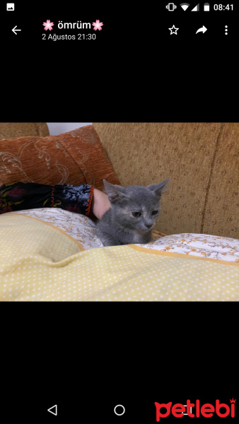 Tekir Kedi, Kedi  Kuzular fotoğrafı