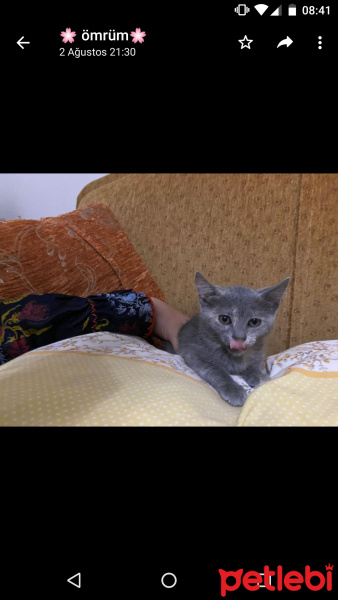 Tekir Kedi, Kedi  Kuzular fotoğrafı