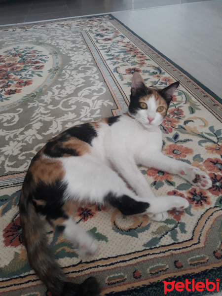 Tekir Kedi, Kedi  DUMAN fotoğrafı