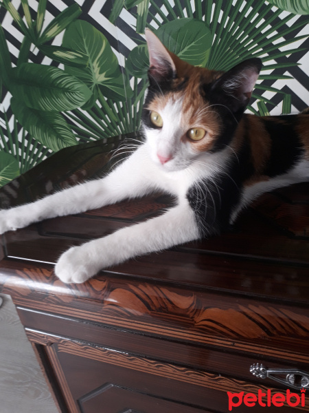 Tekir Kedi, Kedi  DUMAN fotoğrafı