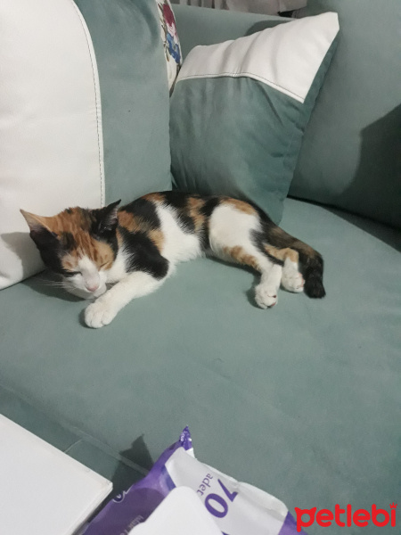 Tekir Kedi, Kedi  DUMAN fotoğrafı
