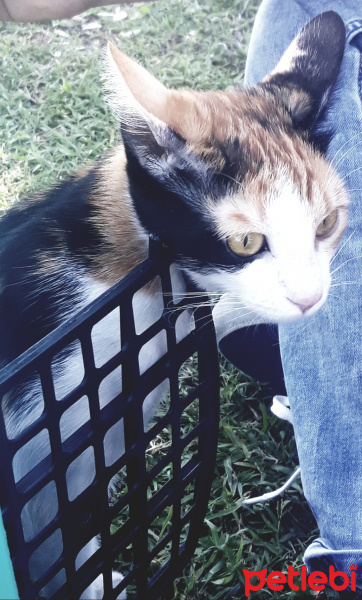 Tekir Kedi, Kedi  DUMAN fotoğrafı
