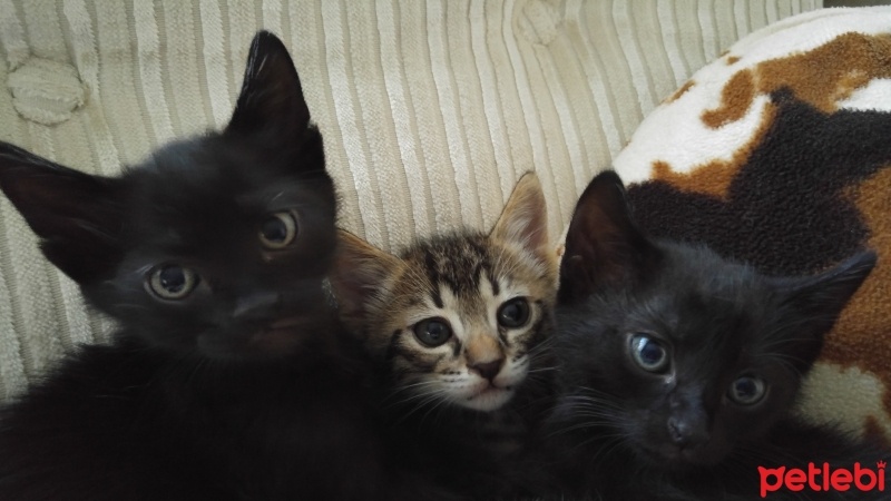 Mavi Rus, Kedi  Ruzgar Yagmur firtina  fotoğrafı