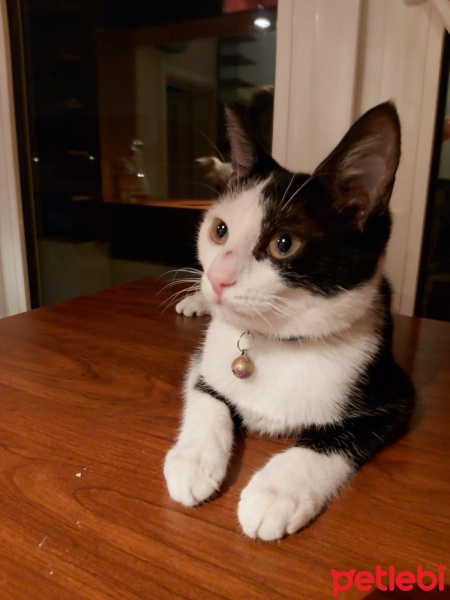 Tuxedo (Smokin) Kedi, Kedi  güneş fotoğrafı