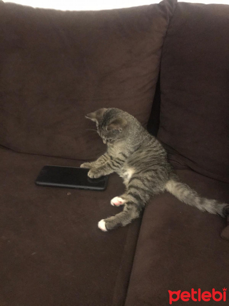 Tekir Kedi, Kedi  çakıl fotoğrafı