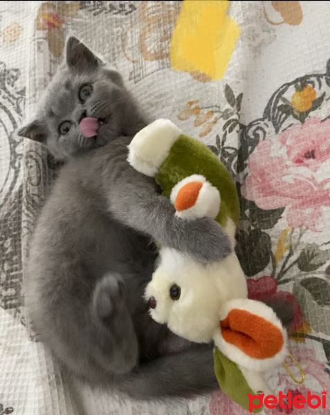Brazilian Shorthair, Kedi  mila fotoğrafı