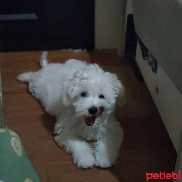Maltese, Köpek  Bulut fotoğrafı