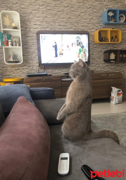 British Shorthair, Kedi  MARS fotoğrafı