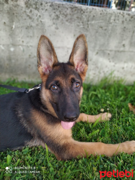 Alman Çoban Köpeği, Köpek  bürçe fotoğrafı